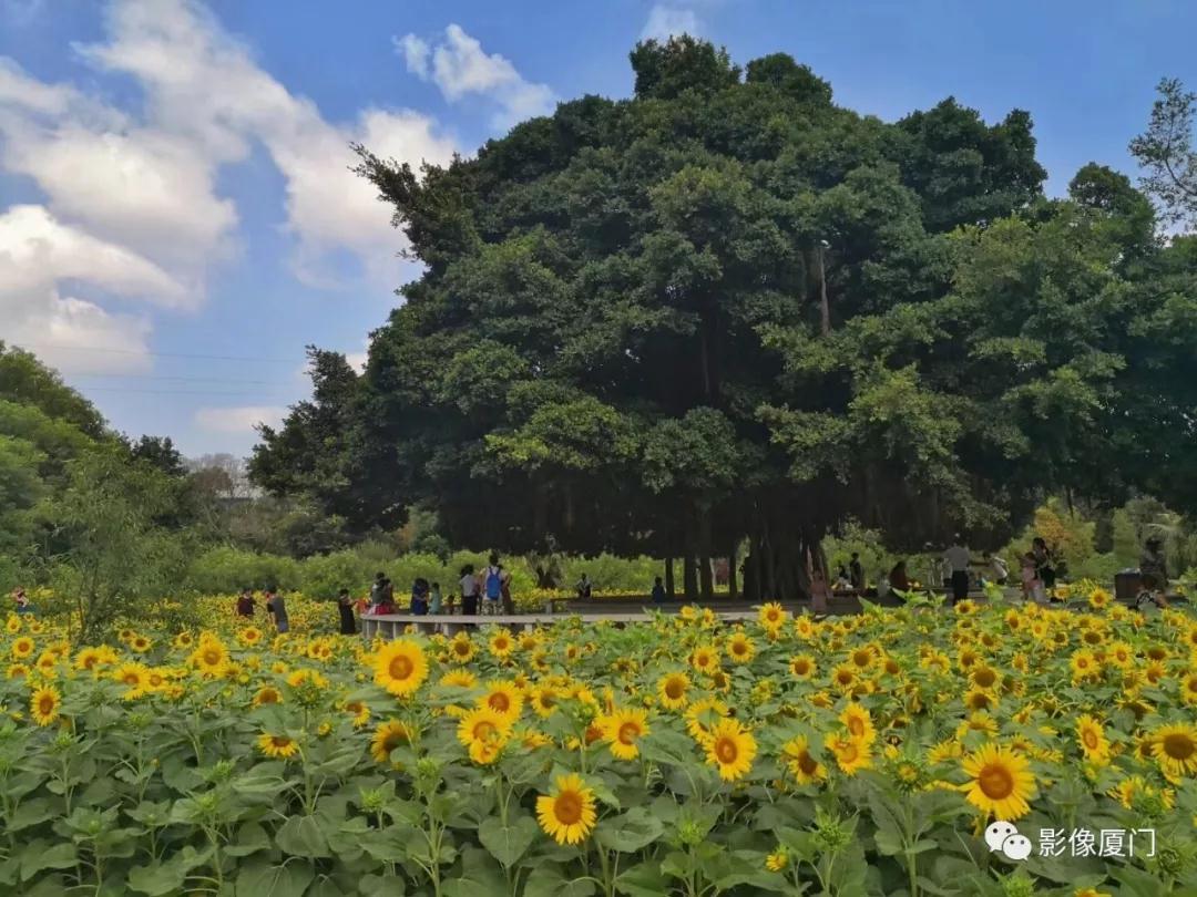 美到窒息厦门忠仑公园大片向日葵悄悄绽放花期短速赏起