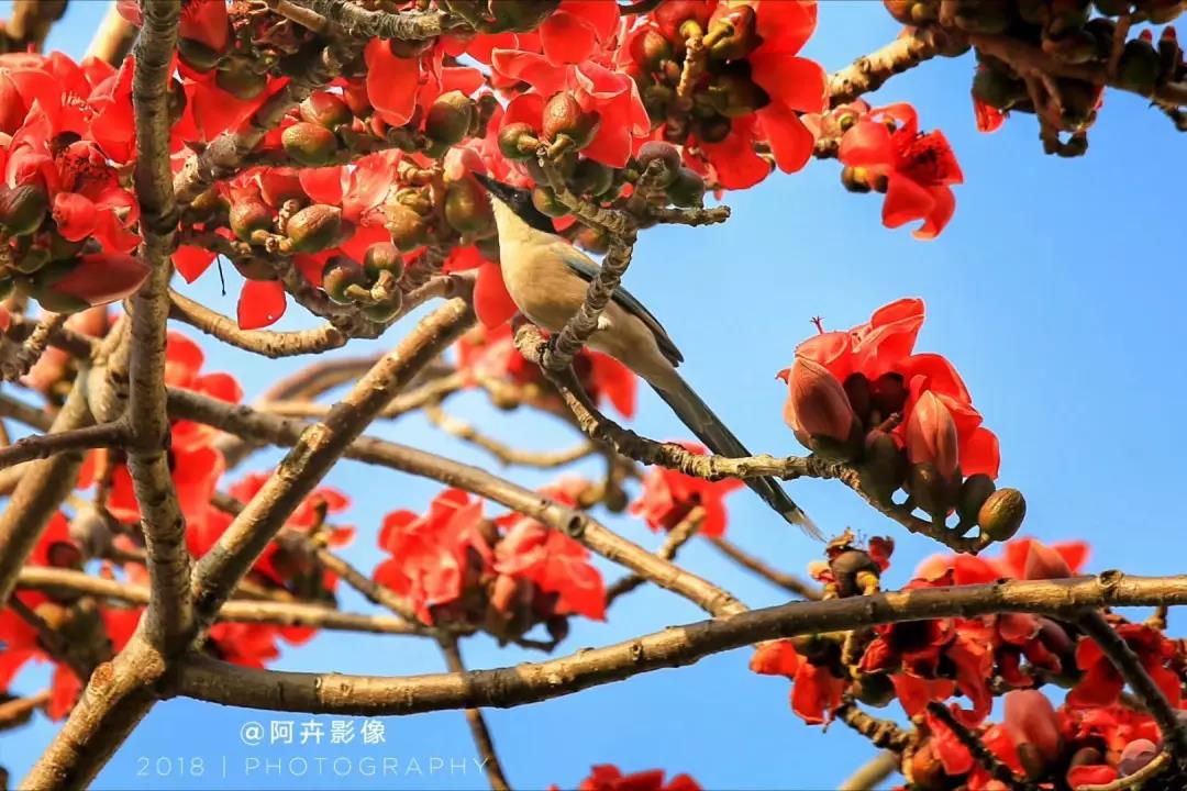 厦门趴趴走|又是红花正艳时!四月厦门,木棉怒放